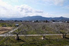 春を待つ長野市のりんご産地②