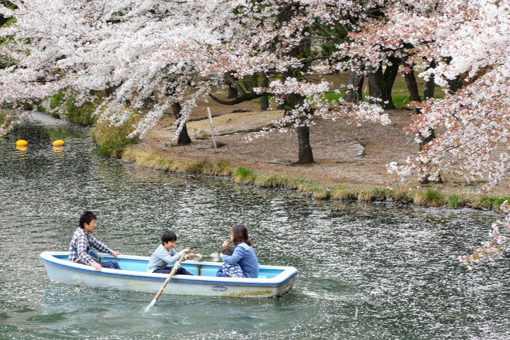 桜吹雪⑥
