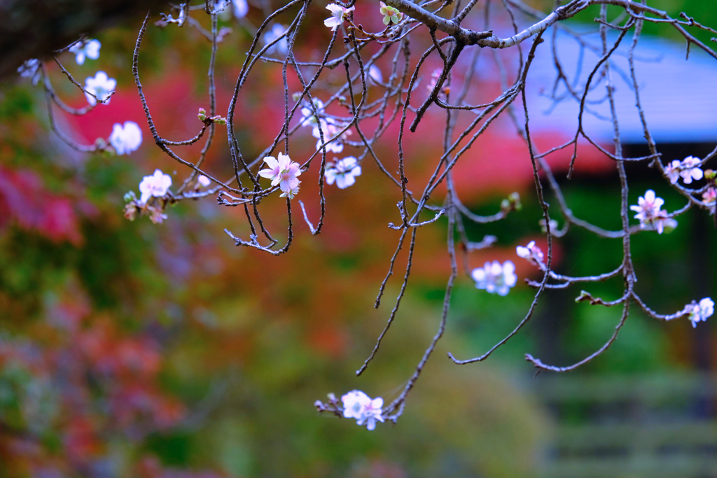 桜山公園⑤