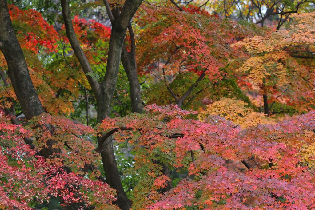 嶺公園の紅葉③