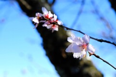冬桜③