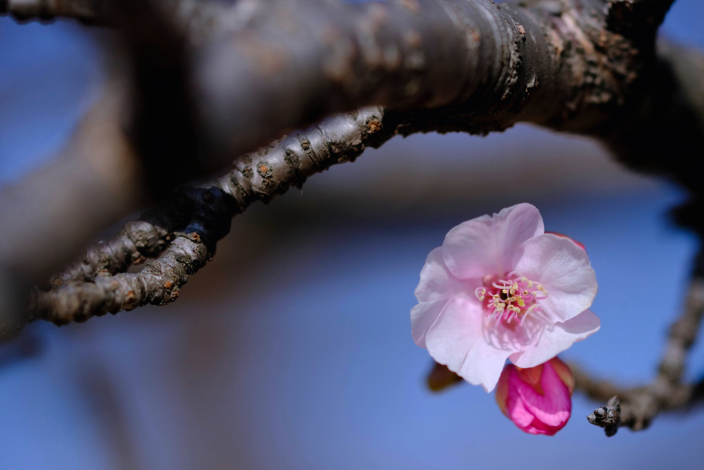 河津桜