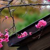 和の彩り