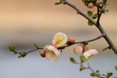 池のほとりの主役