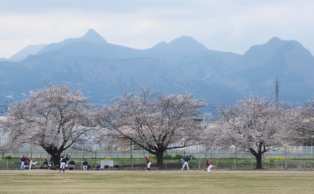 近所の桜①