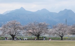 近所の桜①