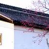 紅梅
