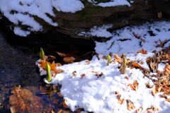 赤城自然園の雪景色④