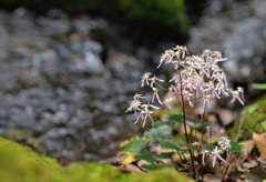 水辺に咲く