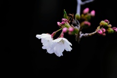 前橋公園の桜④