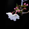 前橋公園の桜④