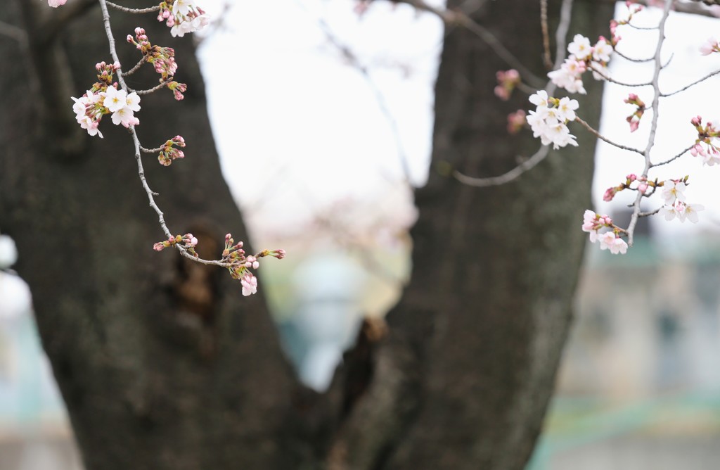 桜②