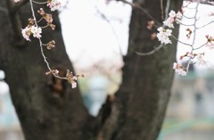 桜②