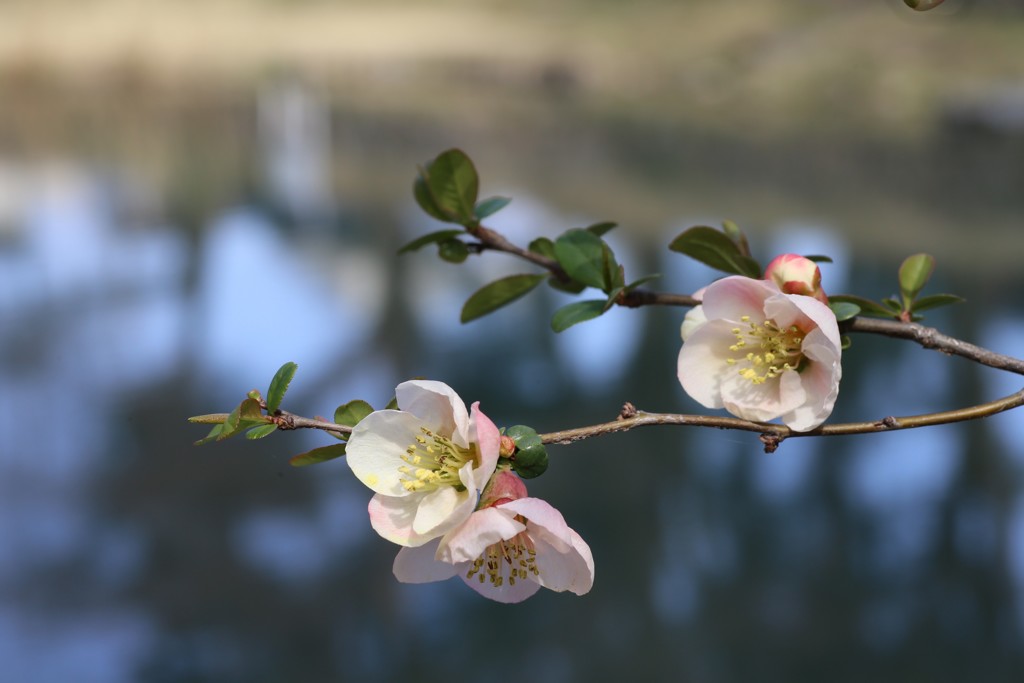 水際に咲く木瓜の花①