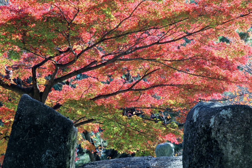 敷島公園の紅葉②
