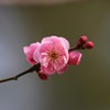 紅梅②