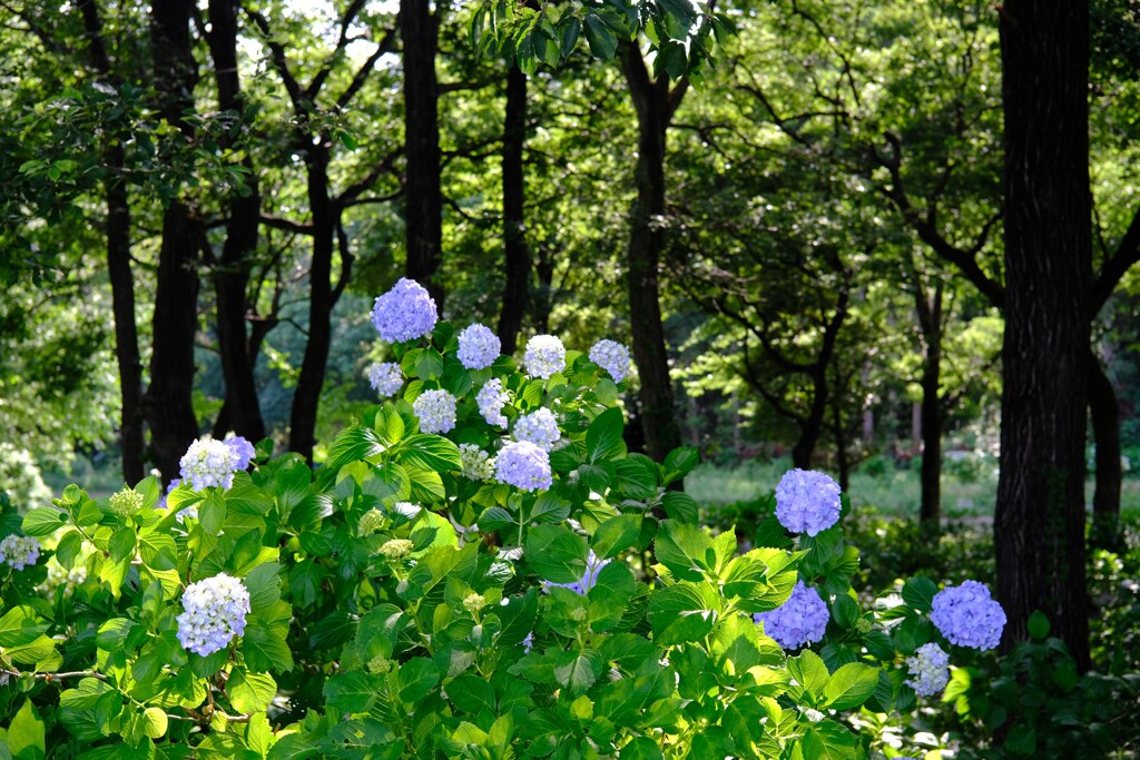 荻窪公園③