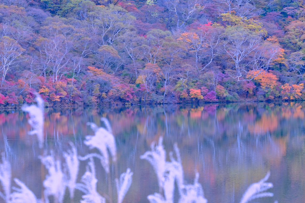 小沼の紅葉⑤