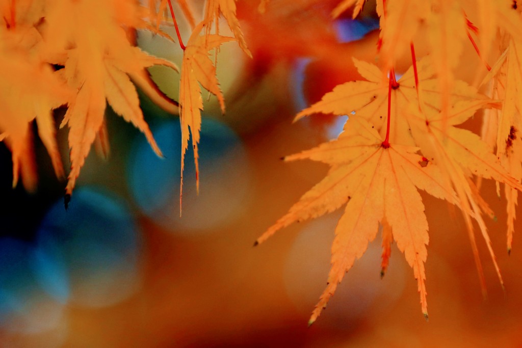 足利学校の紅葉⑤
