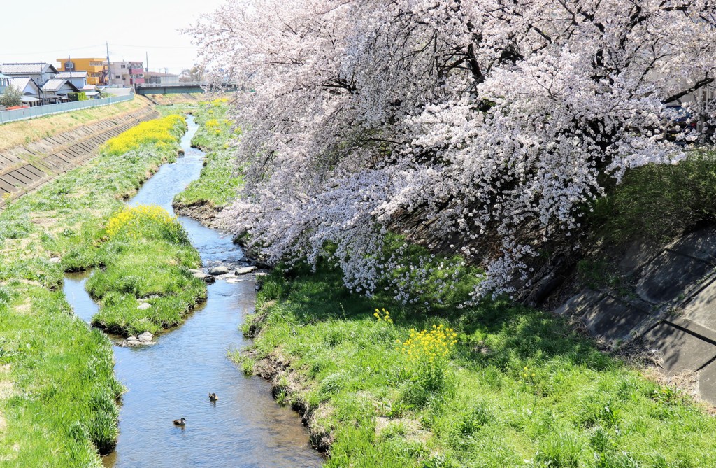 桜②