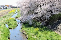 桜②