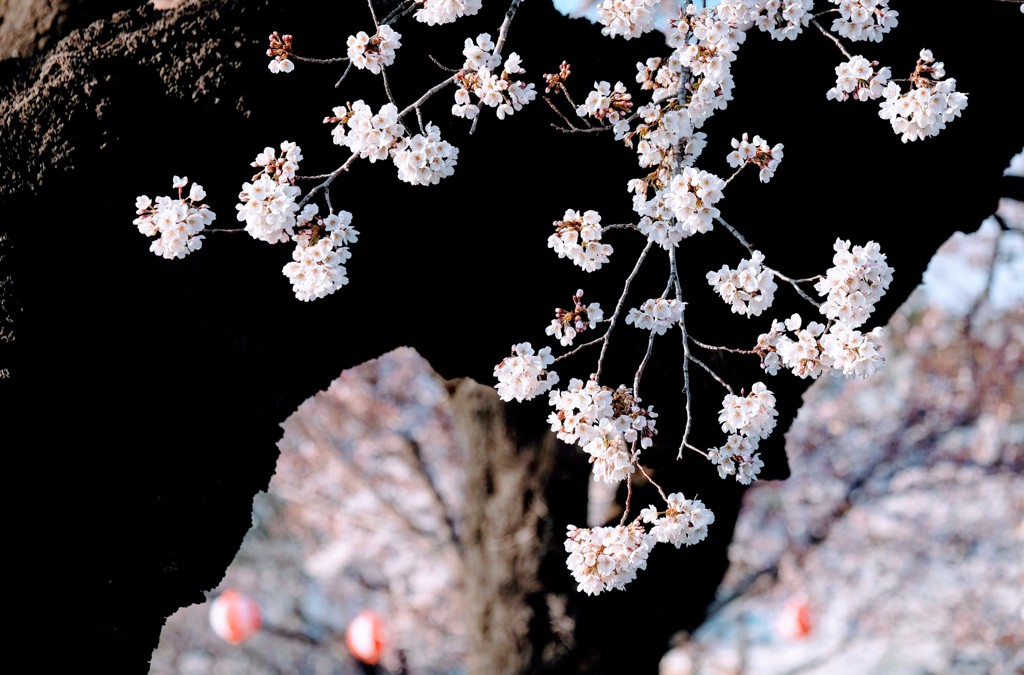前橋公園③