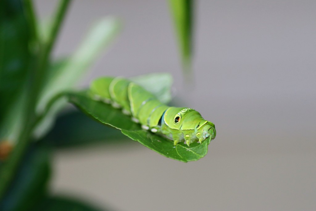 アゲハの幼虫