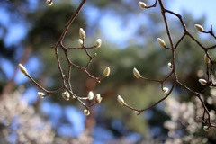 木蓮