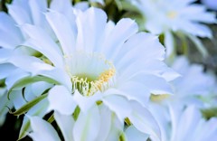 庭の花　その2