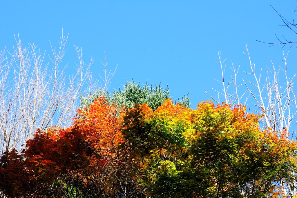 赤城自然園の紅葉⑤