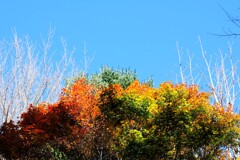 赤城自然園の紅葉⑤