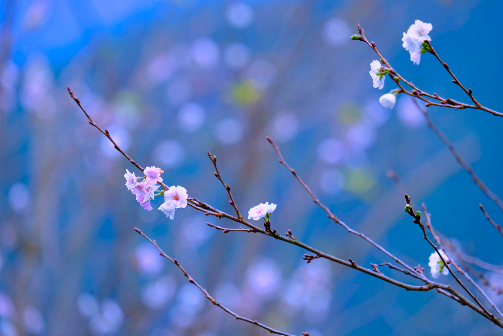 桜山公園②