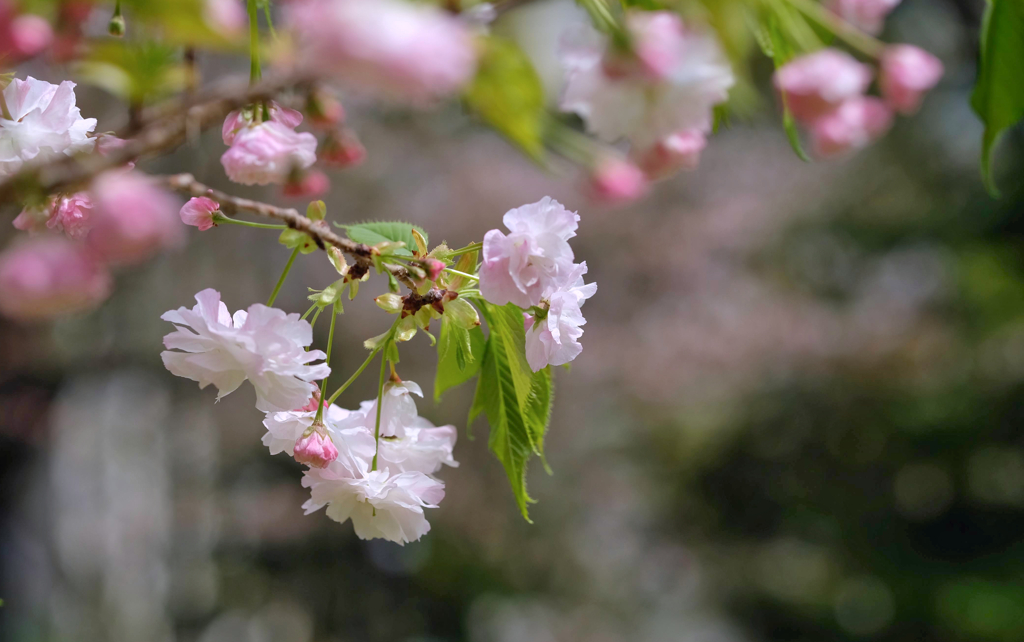 北の丸公園にて①