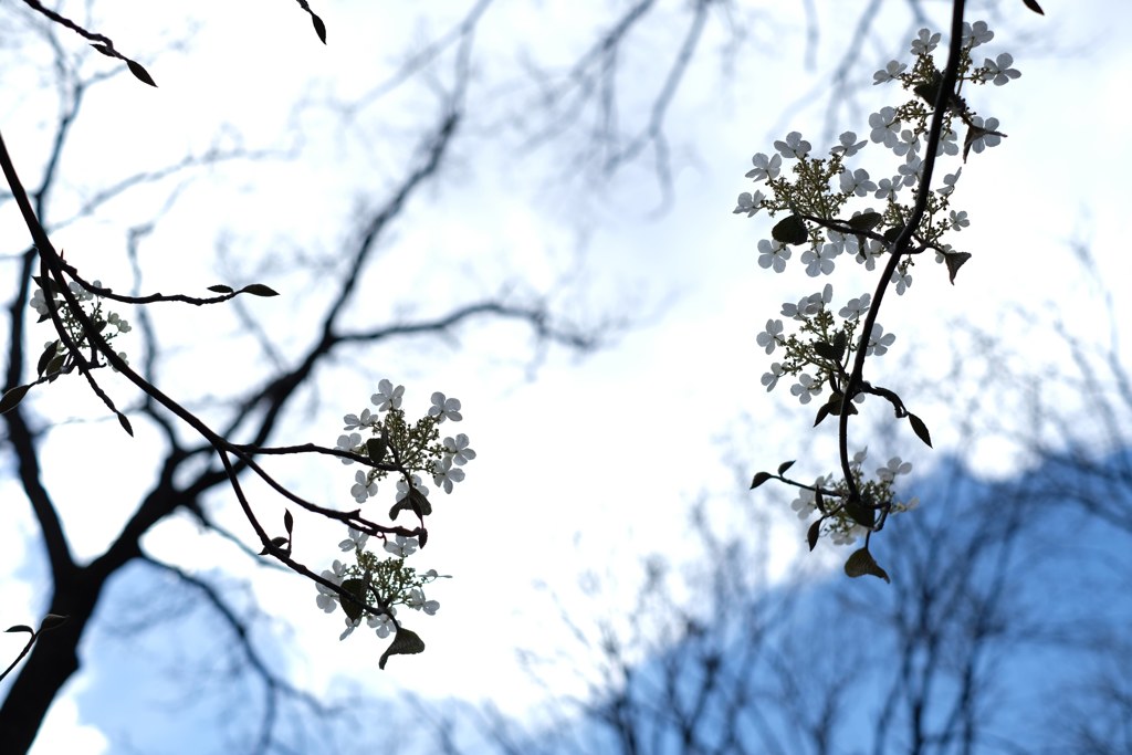 ガクアジサイ？②