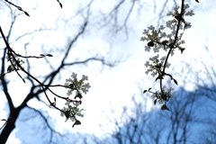 ガクアジサイ？②