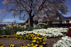 ボランティア活動