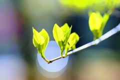 木漏れ日に輝く②