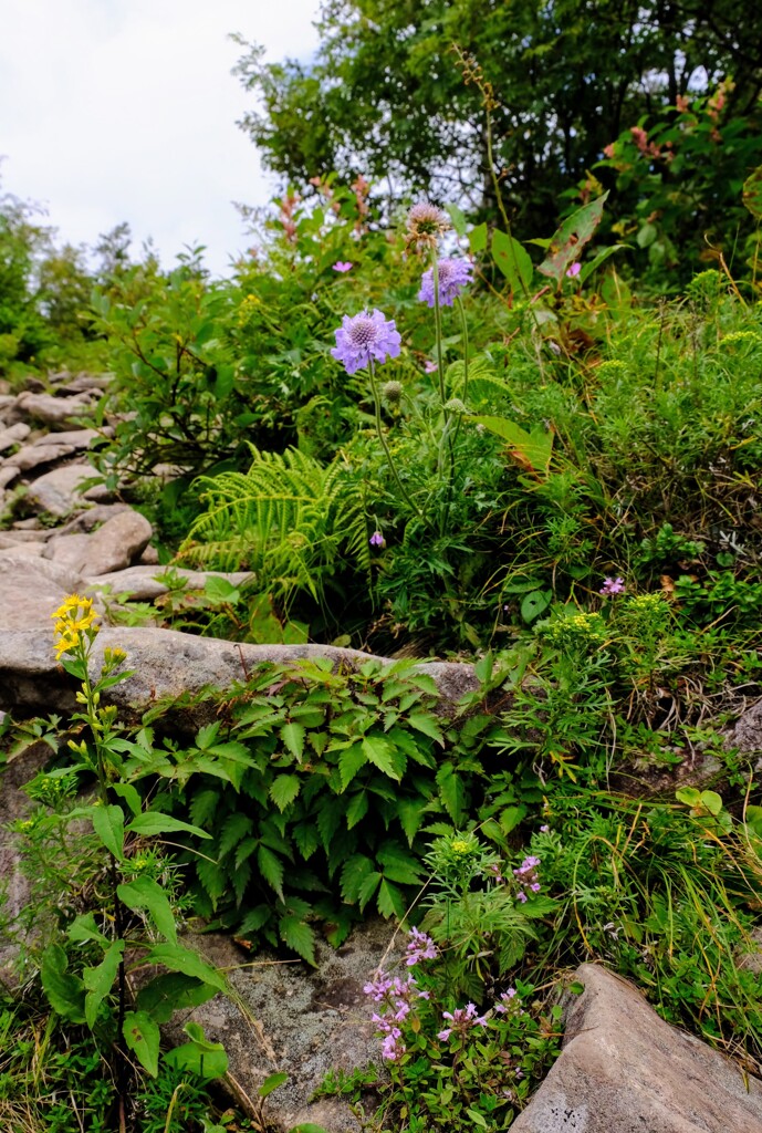 湯の丸の花たち②