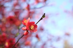 木瓜の花③