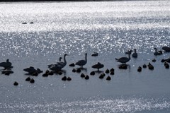 多々良沼の白鳥
