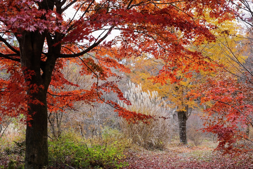 赤城自然園②