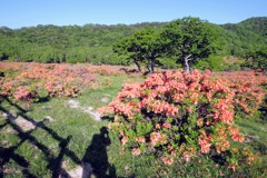 セルフポートレート？