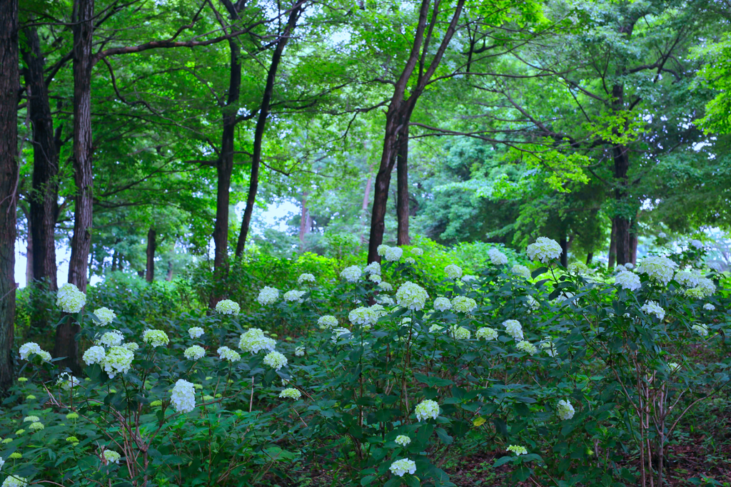 荻窪公園⑥