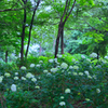 荻窪公園⑥