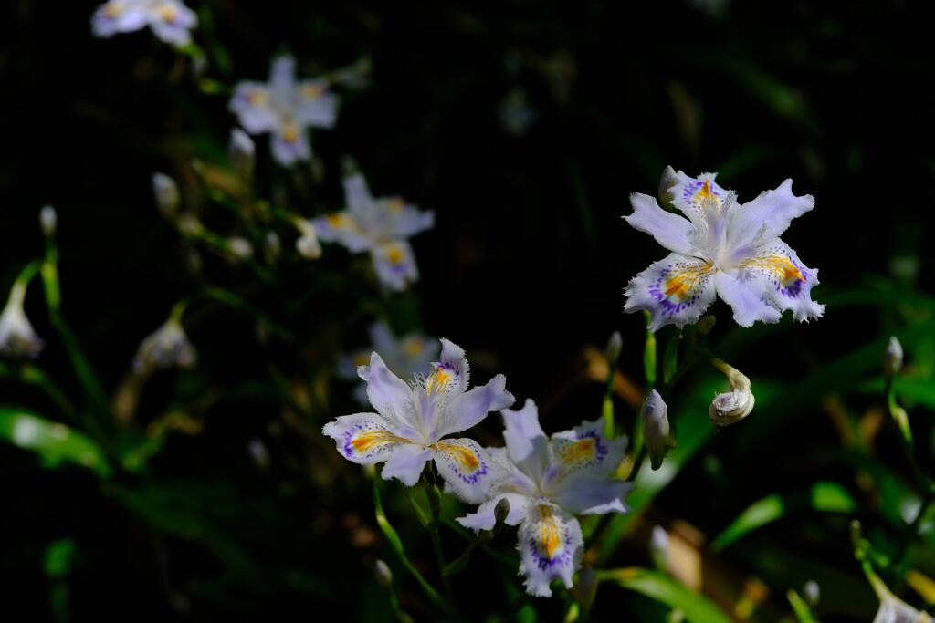赤城自然園0504