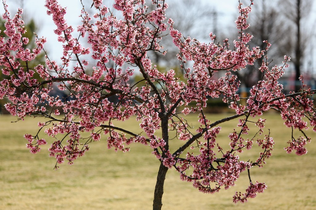 満開のおかめ桜②