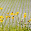 水田のほとり