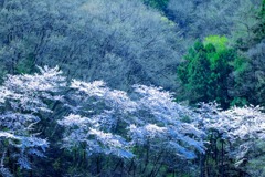 桜から新緑へ②