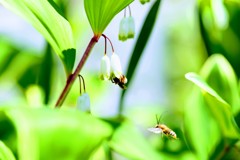 蜂がハチ合わせ