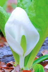 水芭蕉②